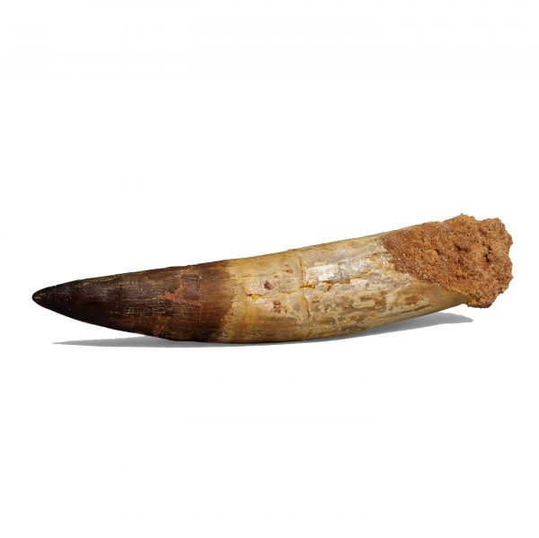spinosaur tooth