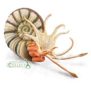 Ammonite model