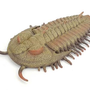 trilobite-redlichia-rex-model