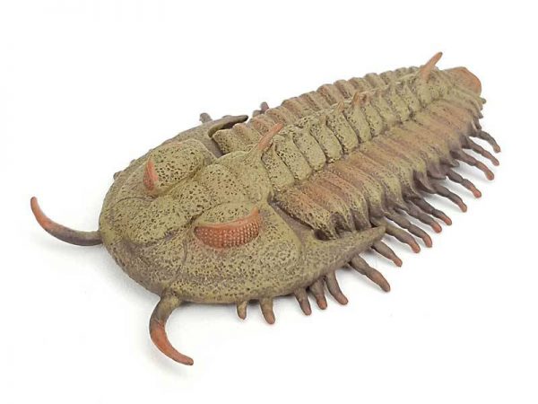 trilobite-redlichia-rex-model