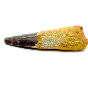 spinosaur dinosaur tooth