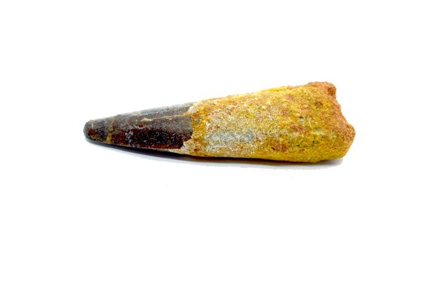 spinosaur dinosaur tooth