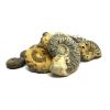 ammonites fossils