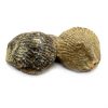 Fossil Chest Gift Set - Image 5