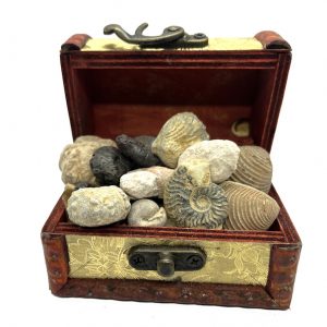 Fossil Boxes & Giftsets