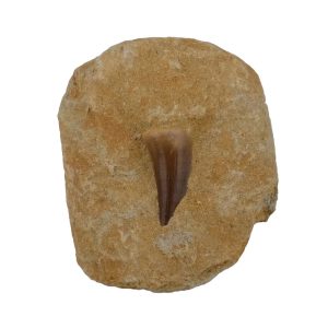 mosasaur_tooth_composite