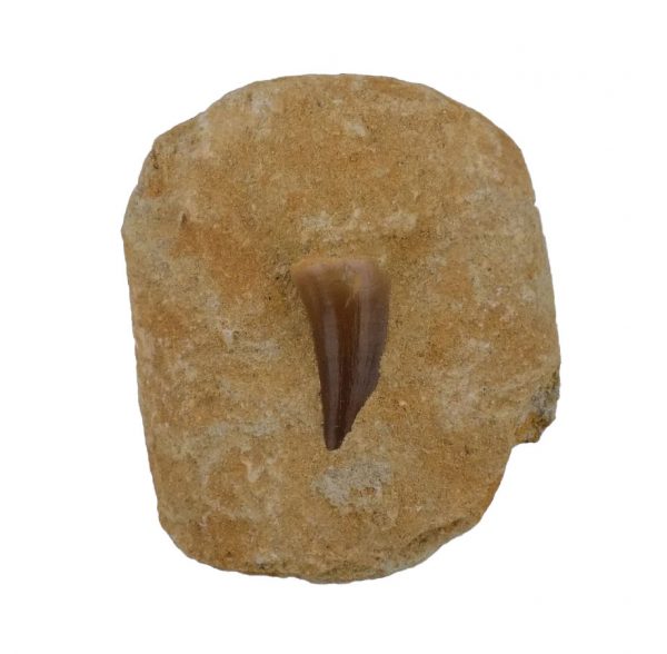 mosasaur_tooth_composite