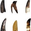 replica dinosaur teeth collection