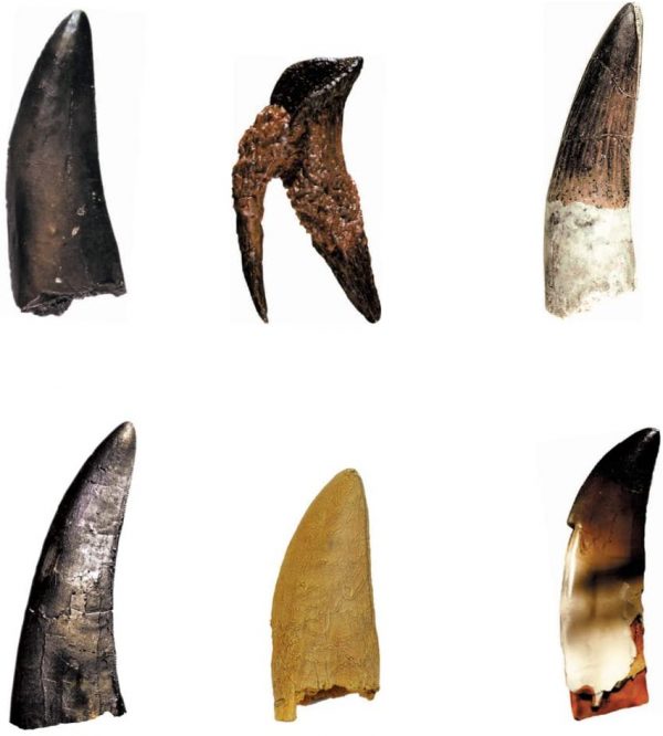 replica dinosaur teeth collection