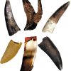 replica dinosaur teeth collection