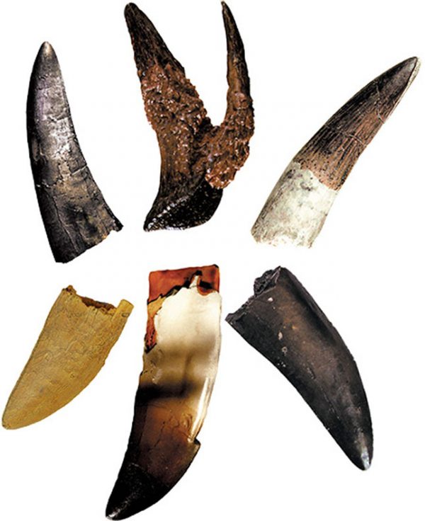 replica dinosaur teeth collection