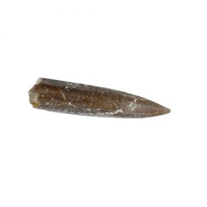 Belemnite fossils