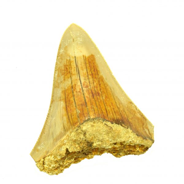 megalodon tooth