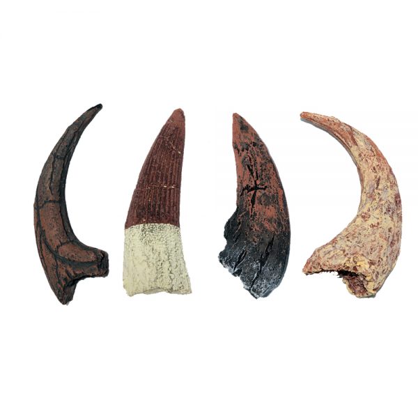 Replica Dinosaur Claws & Tooth Collection