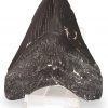 Fossil Megalodon Shark Tooth Dig Kit