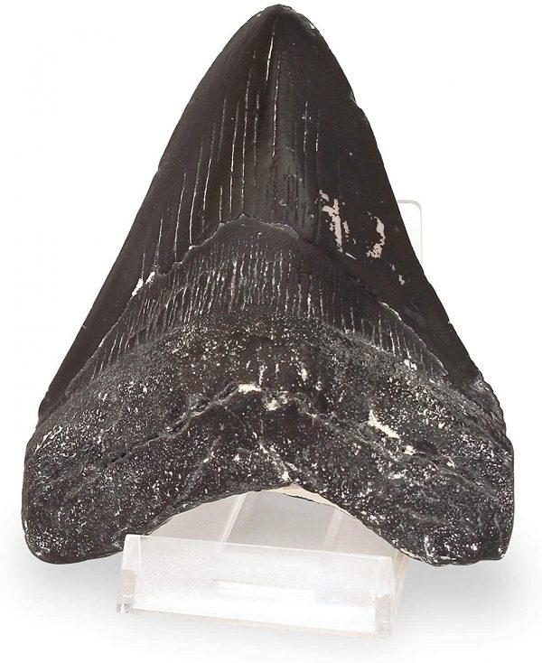 Fossil Megalodon Shark Tooth Dig Kit