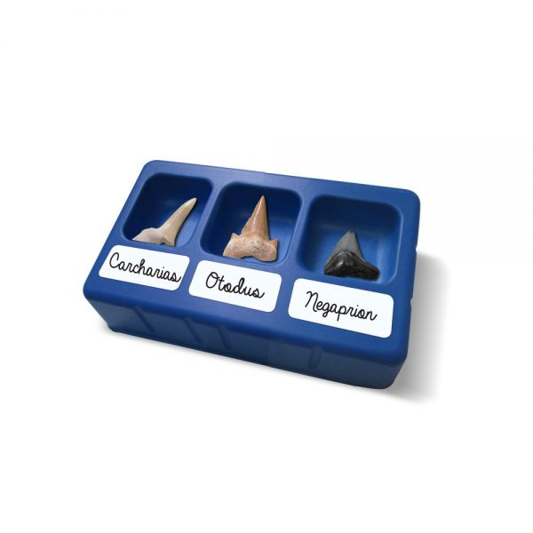 Fossil Megalodon Shark Tooth Dig Kit