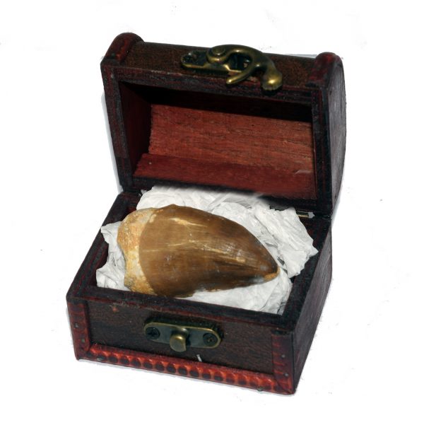 Real Mosasaur Tooth Fossil Gift Set