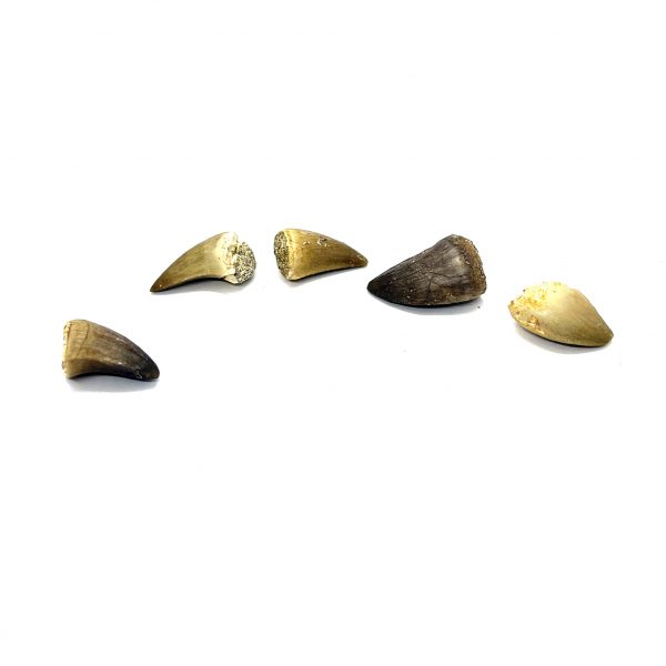 Jurassic Jacks Mosasaur Teeth Deal