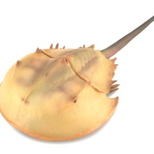 horseshoe_crab_model