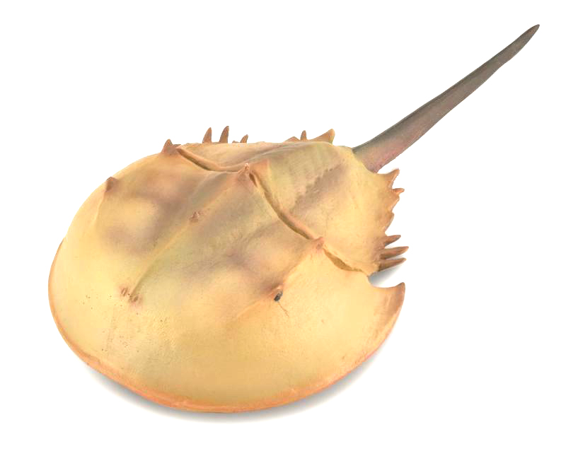 horseshoe_crab_model