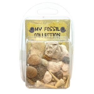 my_fossil_collection_box_packshot copy