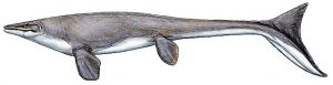 mosasaur Platecarpus tympaniticus