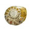 Extra Large Goniatite Fossil