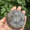 extra large goniatite