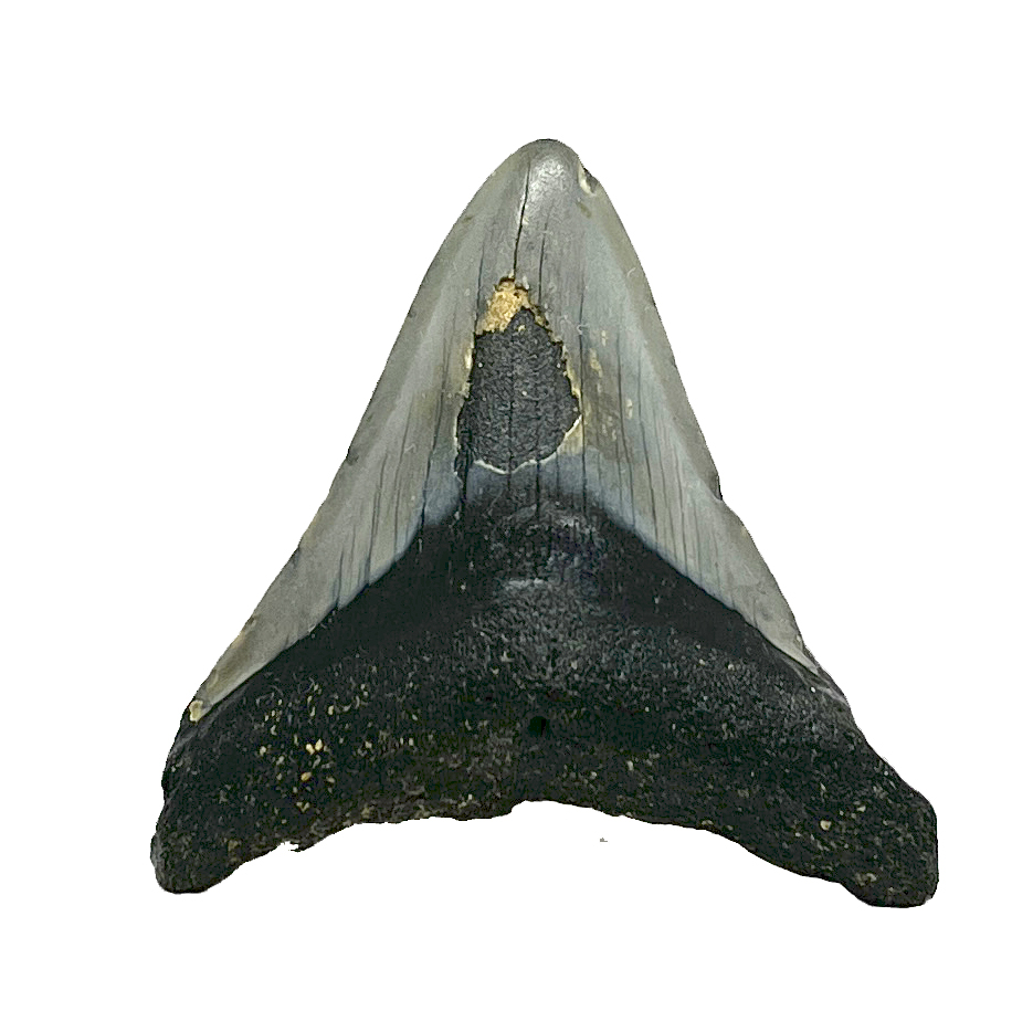 Whole Megalodon Tooth 6cm – Jurassic Jacks Fossil Shack