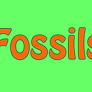Sale - Fossils