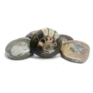 Goniatite Buttons Bulk