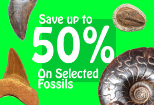 jurassic jacks fosil deals