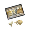 Fossil Shark Tooth Collection - Image 2