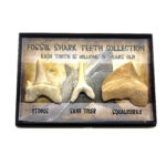 Fossil shark tooth collection shark teeth