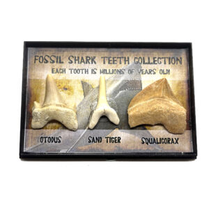 Fossil shark tooth collection shark teeth