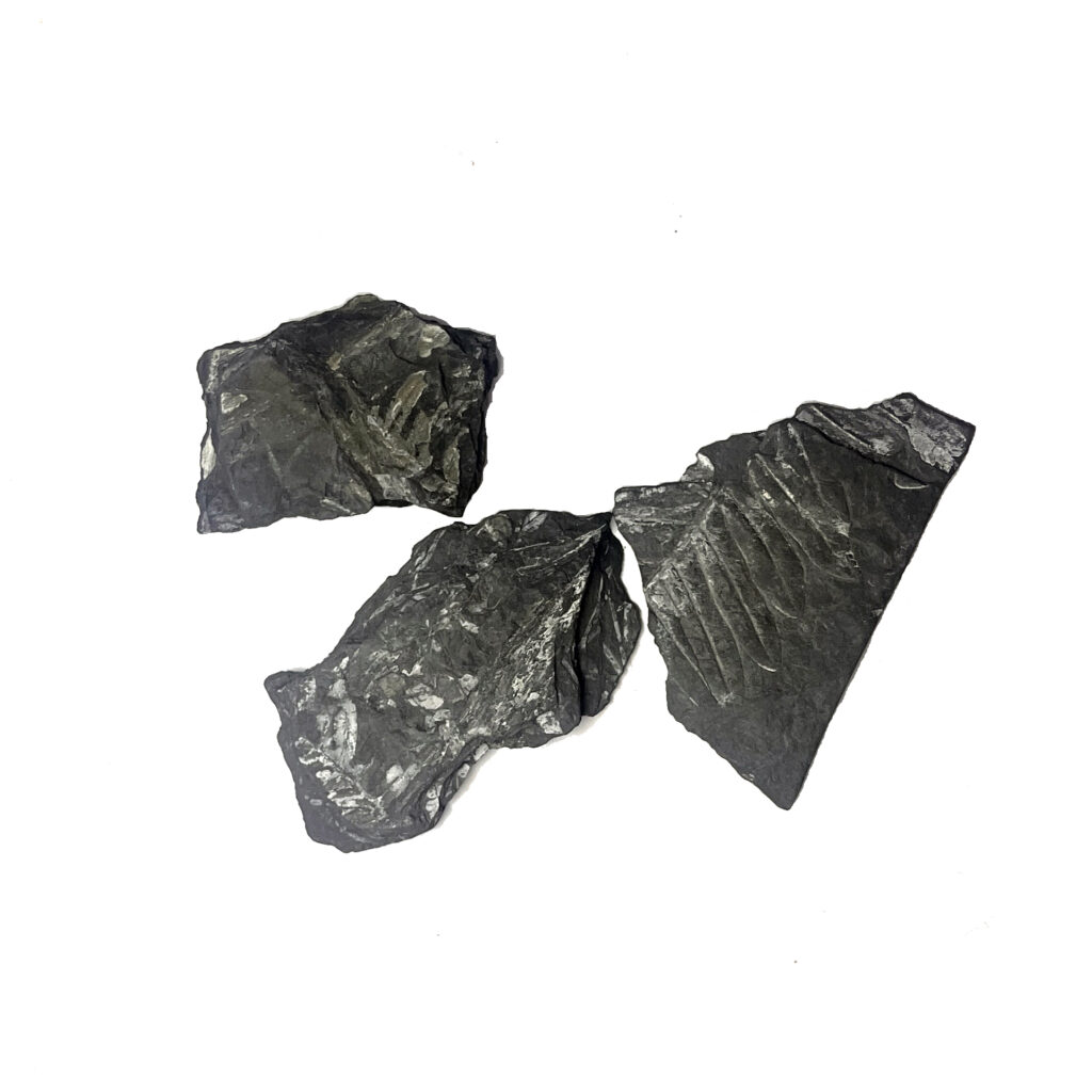 Fern Fossils