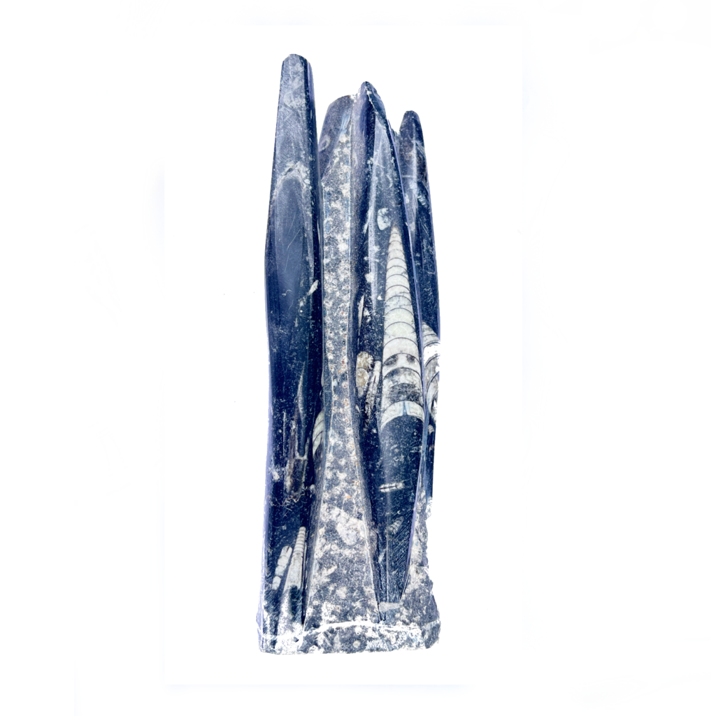 orthoceras_tower