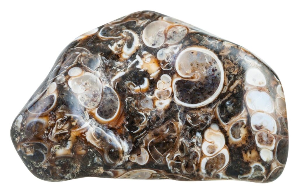 tumbled-turritella-agate
