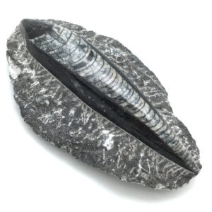 Orthoceras Fossil in Matrix