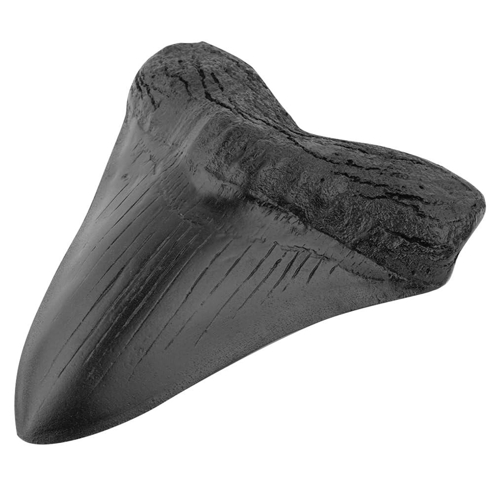megalodon Tooth Replica