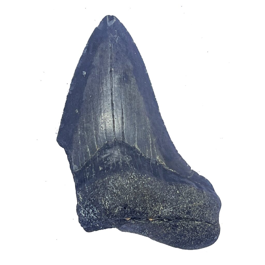 Megalodon Teeth