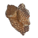 Graptolite Fossil